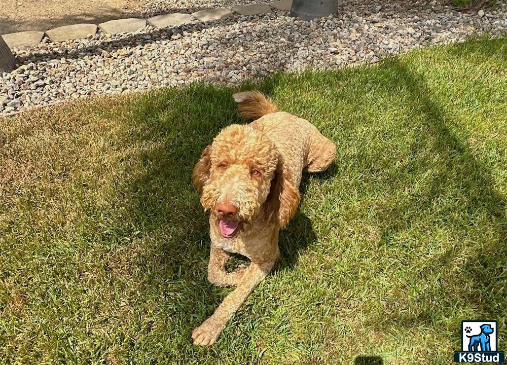 a poodle dog running in the grass
