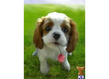 Cavalier King Charles Spaniel puppy for sale: a cavalier king charles spaniel dog with a ball in its mouth