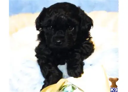 Maltipoo puppy for sale: a black maltipoo puppy on a white surface