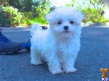 Maltipoo dog for sale: Fluffy white Maltipoo standing on a paved path outdoors