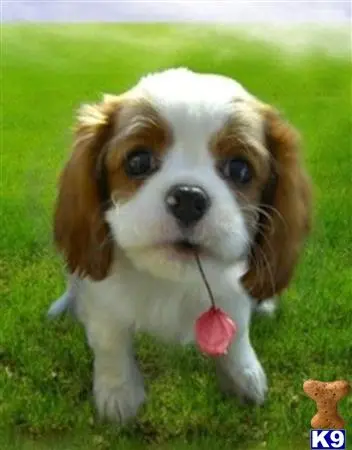 Cavalier King Charles Spaniel puppy for sale: a cavalier king charles spaniel dog with a ball in its mouth