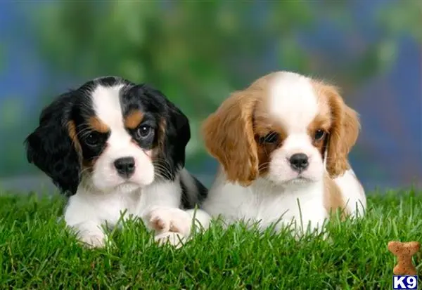 Cavalier King Charles Spaniel puppy for sale: two cavalier king charles spaniel puppies sitting in the grass