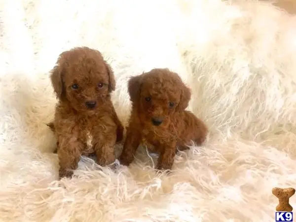 Maltipoo puppy for sale: two maltipoo dogs in the snow