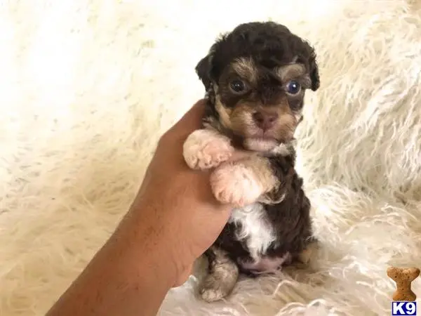 Maltipoo puppy for sale: a person holding a maltipoo puppy