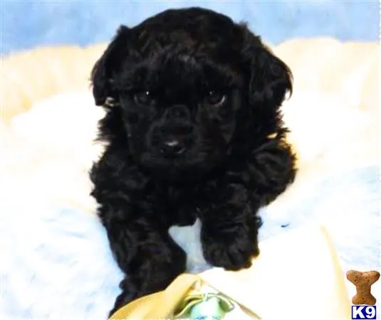 Maltipoo puppy for sale: a black maltipoo puppy on a white surface