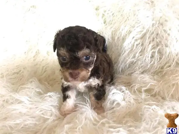 Maltipoo puppy for sale: a maltipoo dog with a small maltipoo dog in its mouth