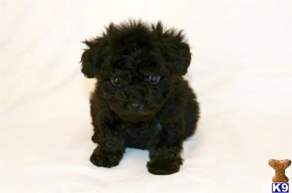 Maltipoo puppy for sale: a small black maltipoo dog
