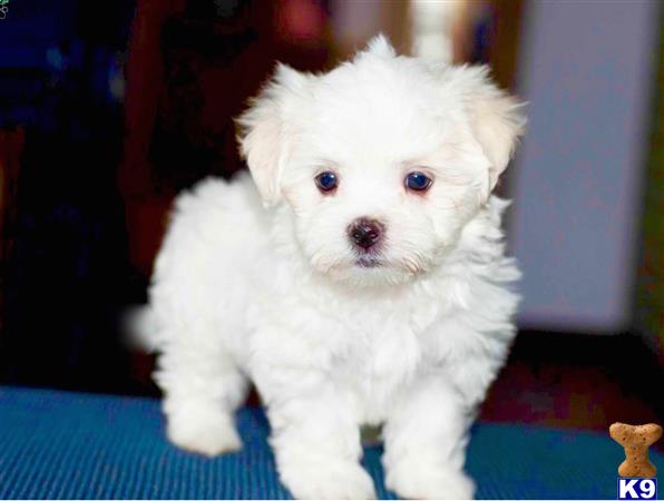 Maltipoo dog for sale: Fluffy white Maltipoo puppy standing on a blue surface