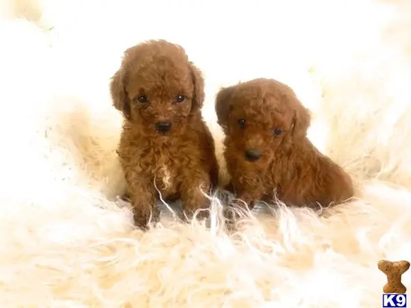 Maltipoo puppy for sale: a group of maltipoo dogs running