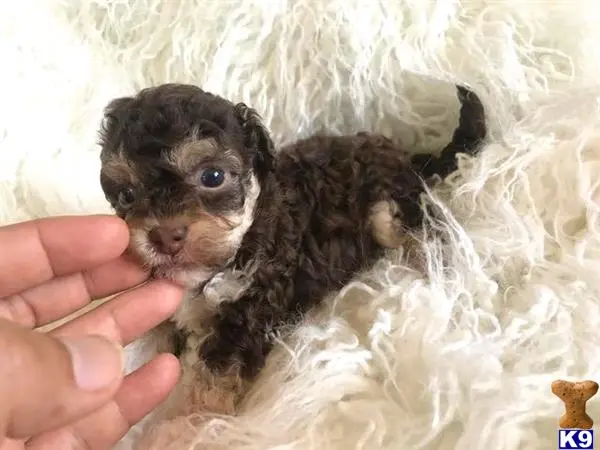 Maltipoo puppy for sale: a person holding a small maltipoo dog