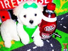 maltese puppy posted by tinymaltipoo