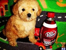 maltipoo puppy posted by tinymaltipoo
