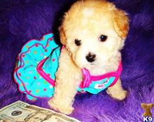 maltipoo puppies for sale in houston maltipoo puppies for sale in maltipoo puppies for sale in houston maltipoo puppies for sale in