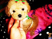 maltipoo puppy posted by tinymaltipoo