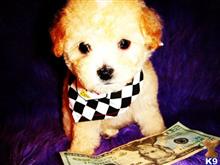 maltipoo puppy posted by tinymaltipoo