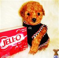 maltipoo puppy posted by tinymaltipoo