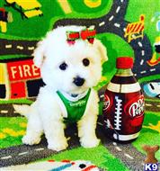 maltipoo puppy posted by tinymaltipoo