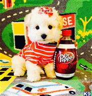maltipoo puppy posted by tinymaltipoo
