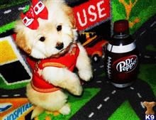 maltipoo puppy posted by tinymaltipoo