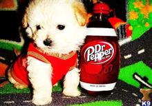maltipoo puppy posted by tinymaltipoo