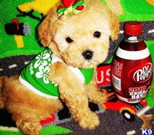 maltipoo puppy posted by tinymaltipoo