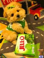 maltipoo puppy posted by tinymaltipoo