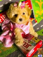 maltipoo puppy posted by tinymaltipoo