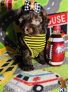 maltipoo puppy posted by tinymaltipoo