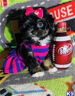 maltipoo puppy posted by tinymaltipoo