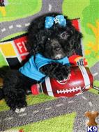 maltipoo puppy posted by tinymaltipoo