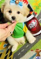 maltipoo puppy posted by tinymaltipoo