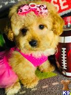 maltipoo puppy posted by tinymaltipoo