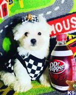 maltipoo puppy posted by tinymaltipoo