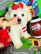 maltipoo puppy posted by tinymaltipoo