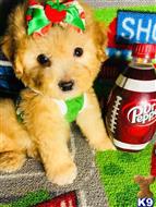 maltipoo puppy posted by tinymaltipoo