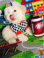 maltipoo puppy posted by tinymaltipoo