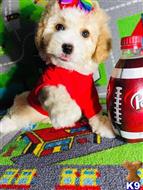 maltipoo puppy posted by tinymaltipoo