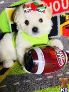 maltipoo puppy posted by tinymaltipoo