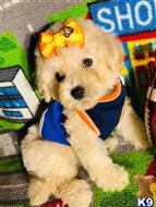 maltipoo puppy posted by tinymaltipoo