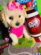maltipoo puppy posted by tinymaltipoo