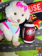 maltipoo puppy posted by tinymaltipoo
