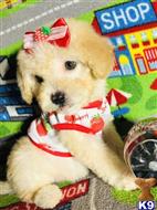 maltipoo puppy posted by tinymaltipoo