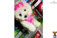 maltipoo puppy posted by tinymaltipoo