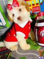 maltipoo puppy posted by tinymaltipoo
