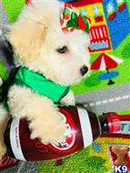 maltipoo puppy posted by tinymaltipoo