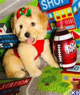 maltipoo puppy posted by tinymaltipoo