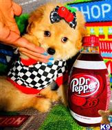 maltipoo puppy posted by tinymaltipoo