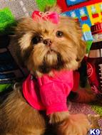 shih tzu puppy posted by tinymaltipoo