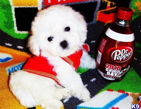 maltese puppies for sale in houston tx maltese puppies for sale in maltese puppies for sale in houston tx maltese puppies for sale in