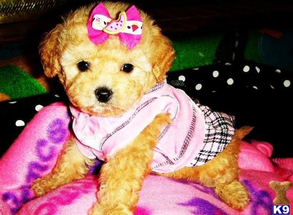 maltipoo puppies for sale in houston maltipoo puppies for sale in maltipoo puppies for sale in houston maltipoo puppies for sale in